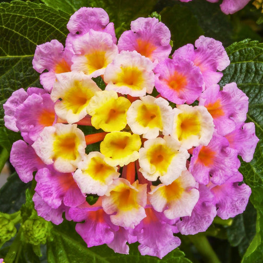 Lantana Bandolero 'Lychee'