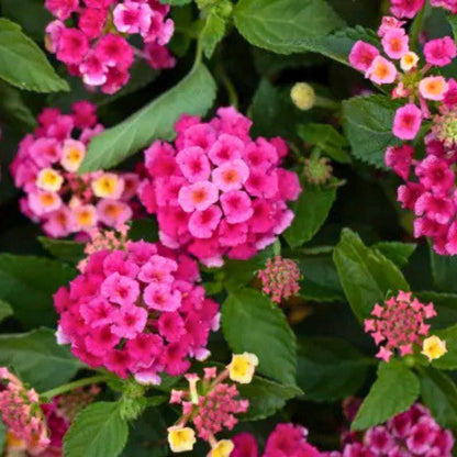 Lantana Bandolero 'Lychee'