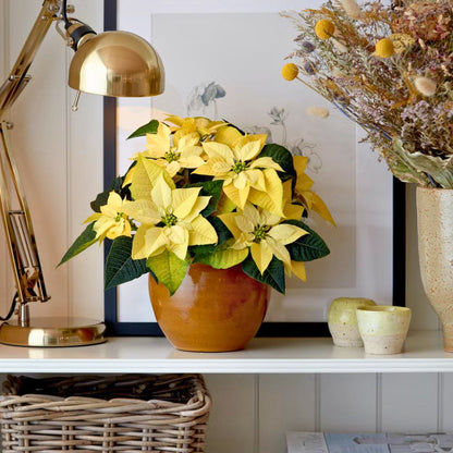 'Golden Frond' Poinsettia