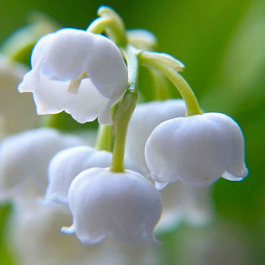 Lily of the Valley — Spring Bulb 🌱