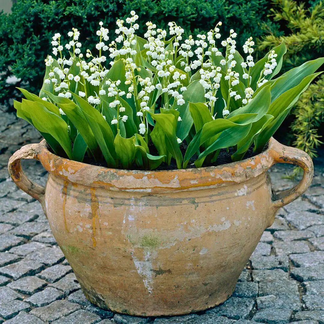 Lily of the Valley — Spring Bulb 🌱