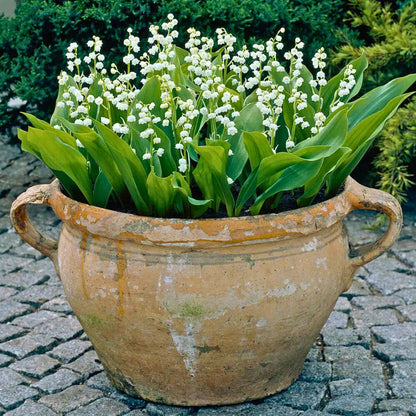 Lily of the Valley — Spring Bulb 🌱