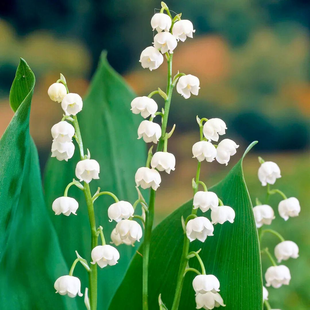 Lily of the Valley — Spring Bulb 🌱