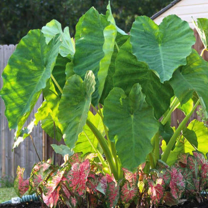 super mammoth elephant ear plant Mammoth Elephant Ear