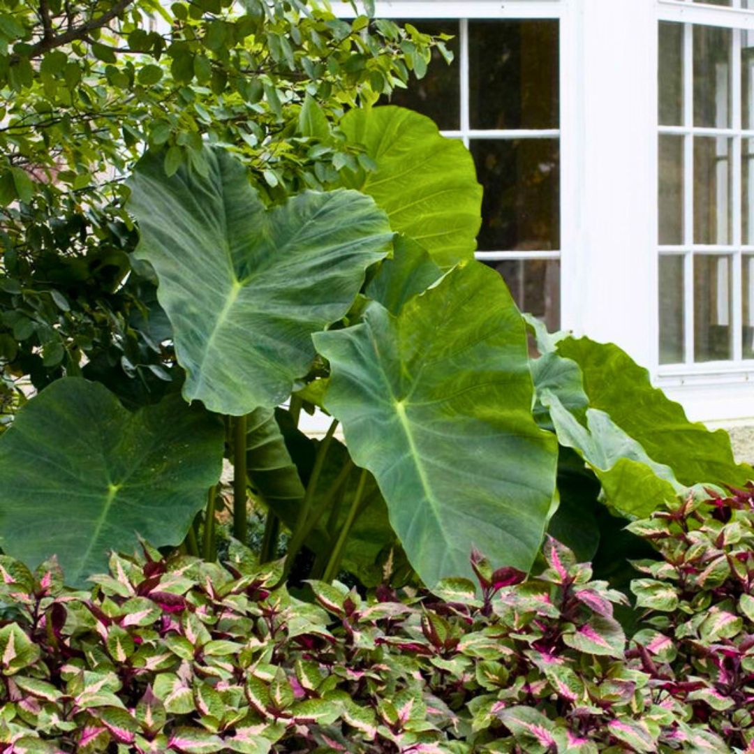 elephant ear plant bulbs Mammoth Elephant Ear