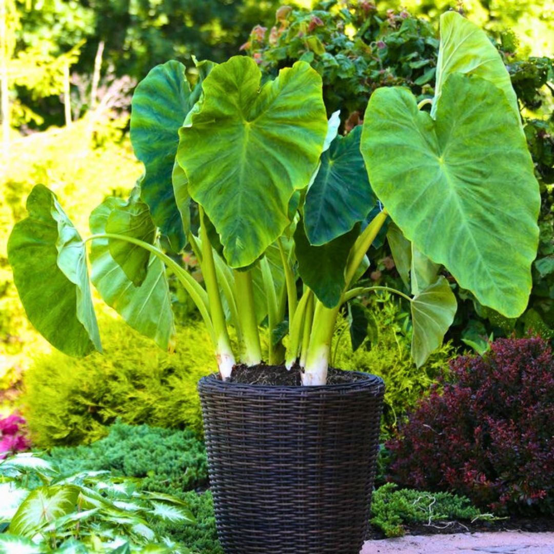 planting mammoth elephant ear bulbs Mammoth Elephant Ear