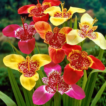 Mexican Shellflower— Spring Bulb 🌱