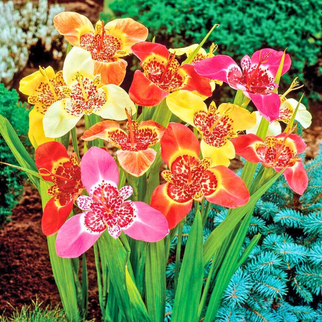 Mexican Shellflower— Spring Bulb 🌱