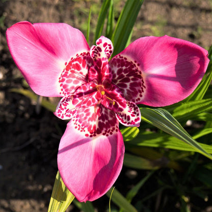 Mexican Shellflower— Spring Bulb 🌱
