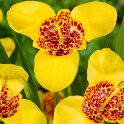 Mexican Shellflower— Spring Bulb 🌱