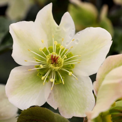 Molly's White - Hellebores (Fiddleheads Signature Series)
