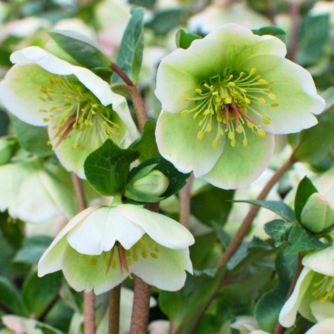 Molly's White - Hellebores (Fiddleheads Signature Series)