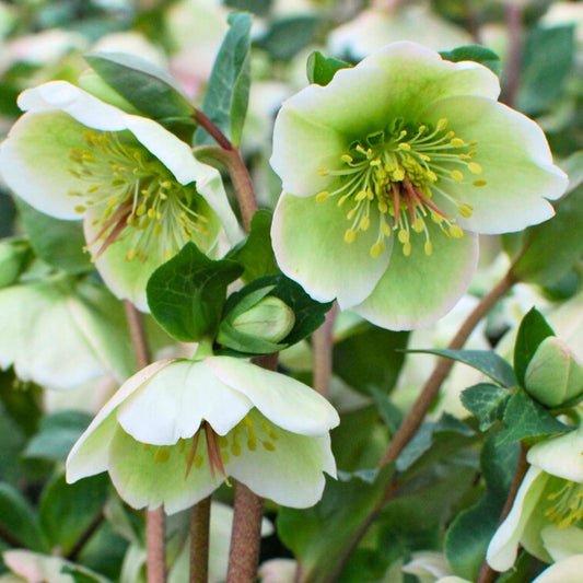 Molly's White - Hellebores (Fiddleheads Signature Series)