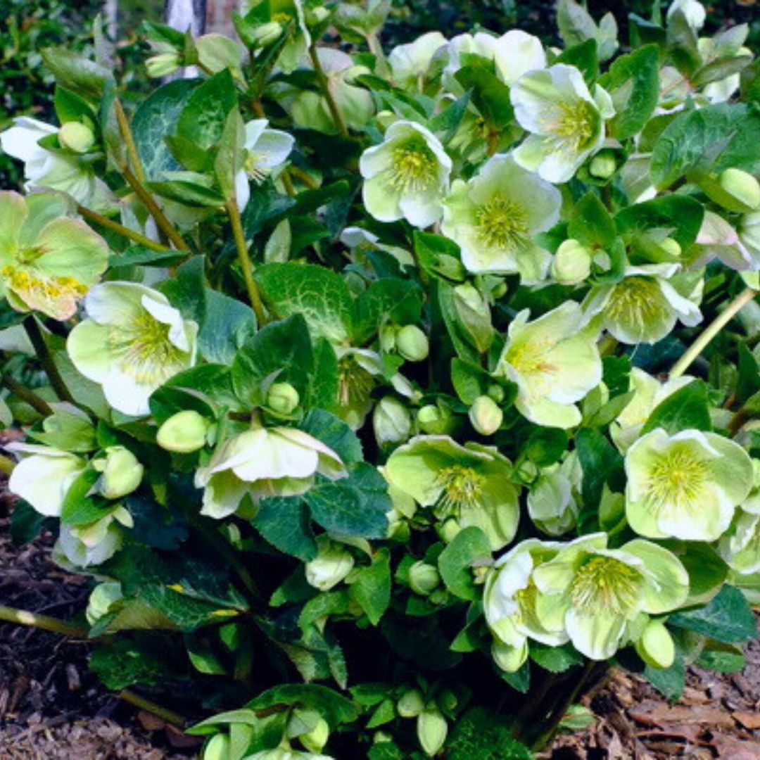Hellebores (Lenten Rose)