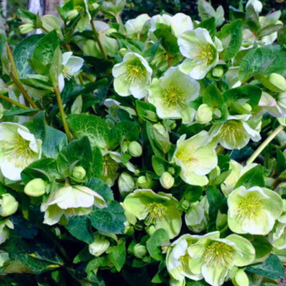 Molly's White - Hellebores (Fiddleheads Signature Series)
