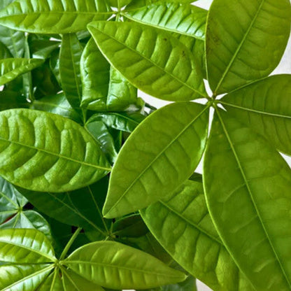 'Lucky Charm' Money Tree