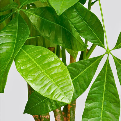 'Lucky Charm' Money Tree