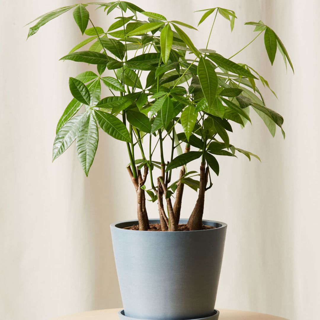 'Lucky Charm' Money Tree