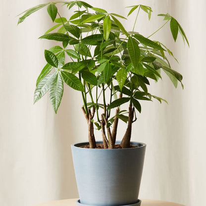 'Lucky Charm' Money Tree