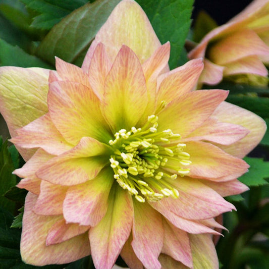 Mother of the Bride — Helleborus (Wedding Party Series)