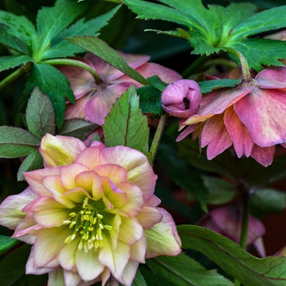 Mother of the Bride — Hellebores (Wedding Party Series)