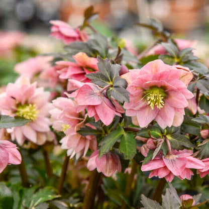 Mother of the Bride — Hellebores (Wedding Party Series)