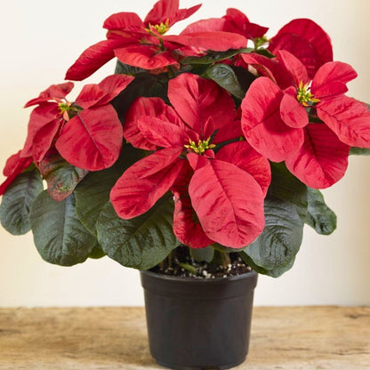 'Merry Mouse Ears' Poinsettia