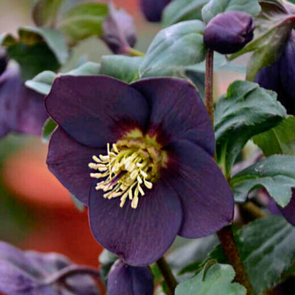 New York Night— Hellebores (Honeymoon Series)