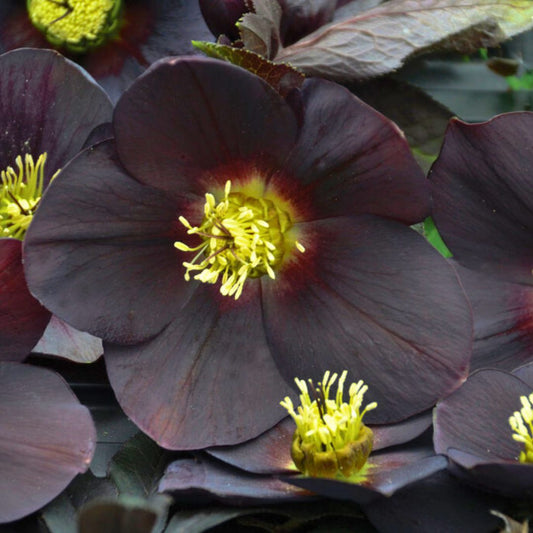 New York Night— Hellebores (Honeymoon Series)