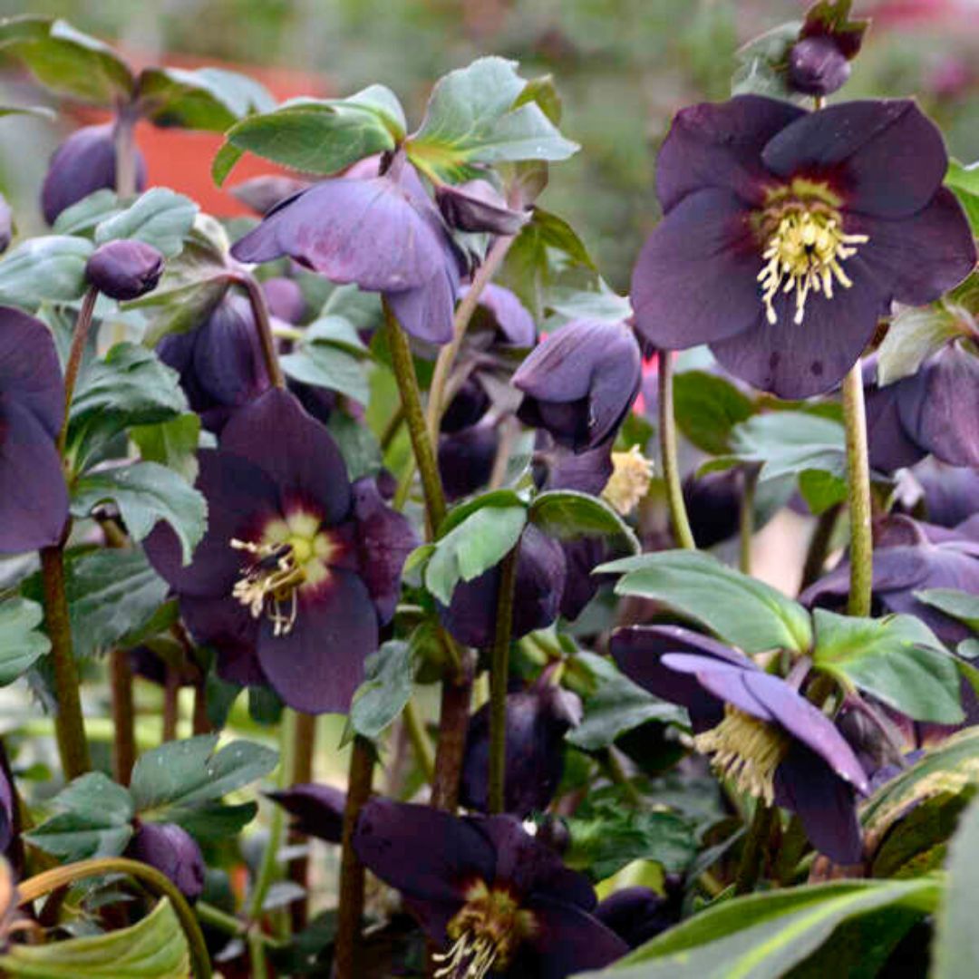 New York Night— Hellebores (Honeymoon Series)
