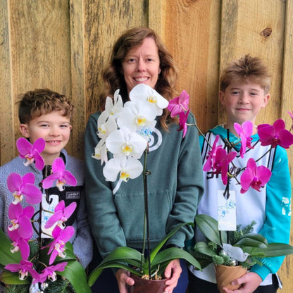 Jolly & Bright Orchids