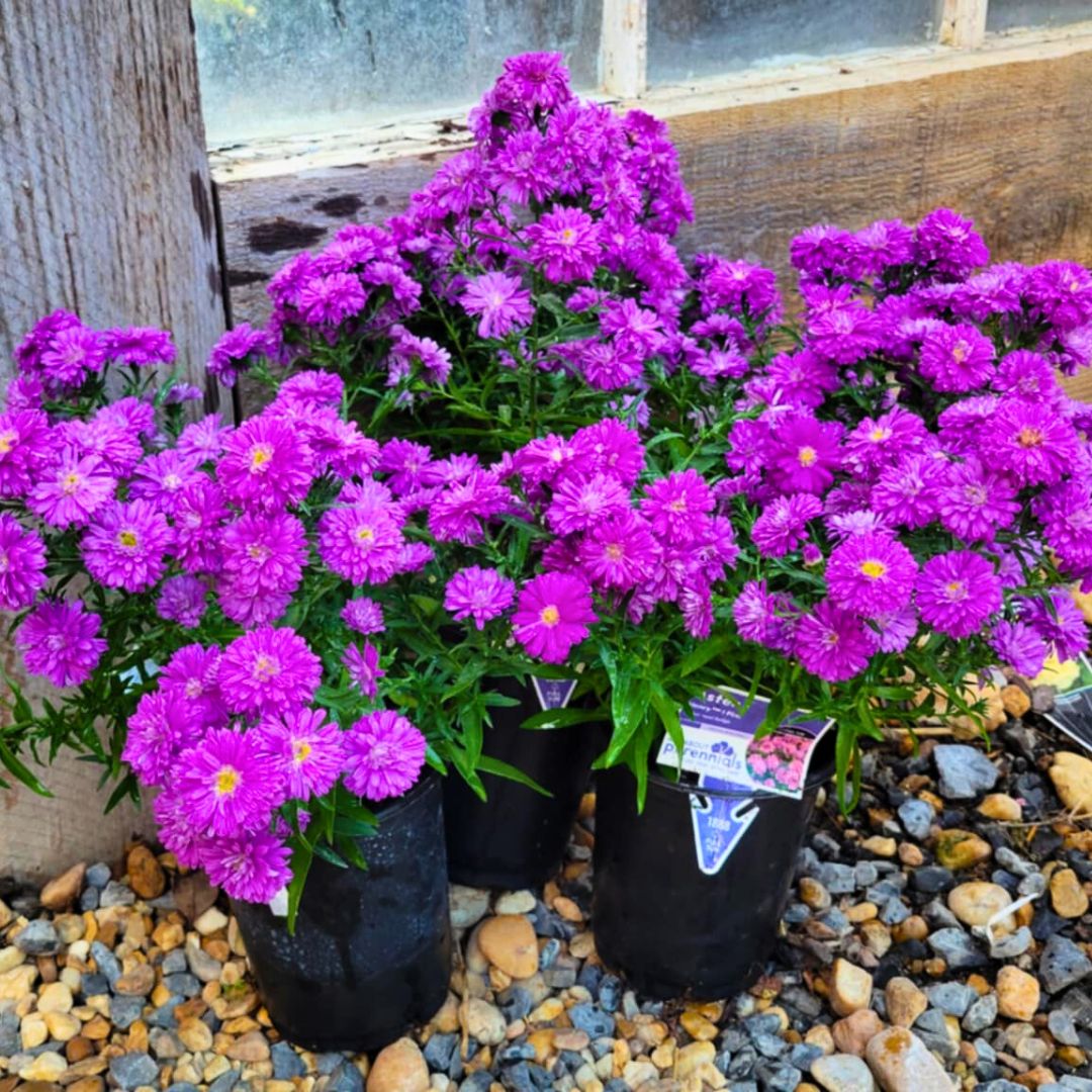 Purple & Pink Henry Aster Trio