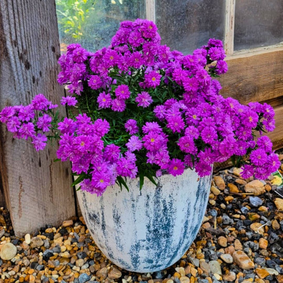 Purple & Pink Henry Aster Trio