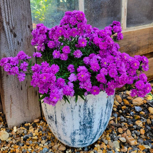 Purple & Pink Henry Aster Trio