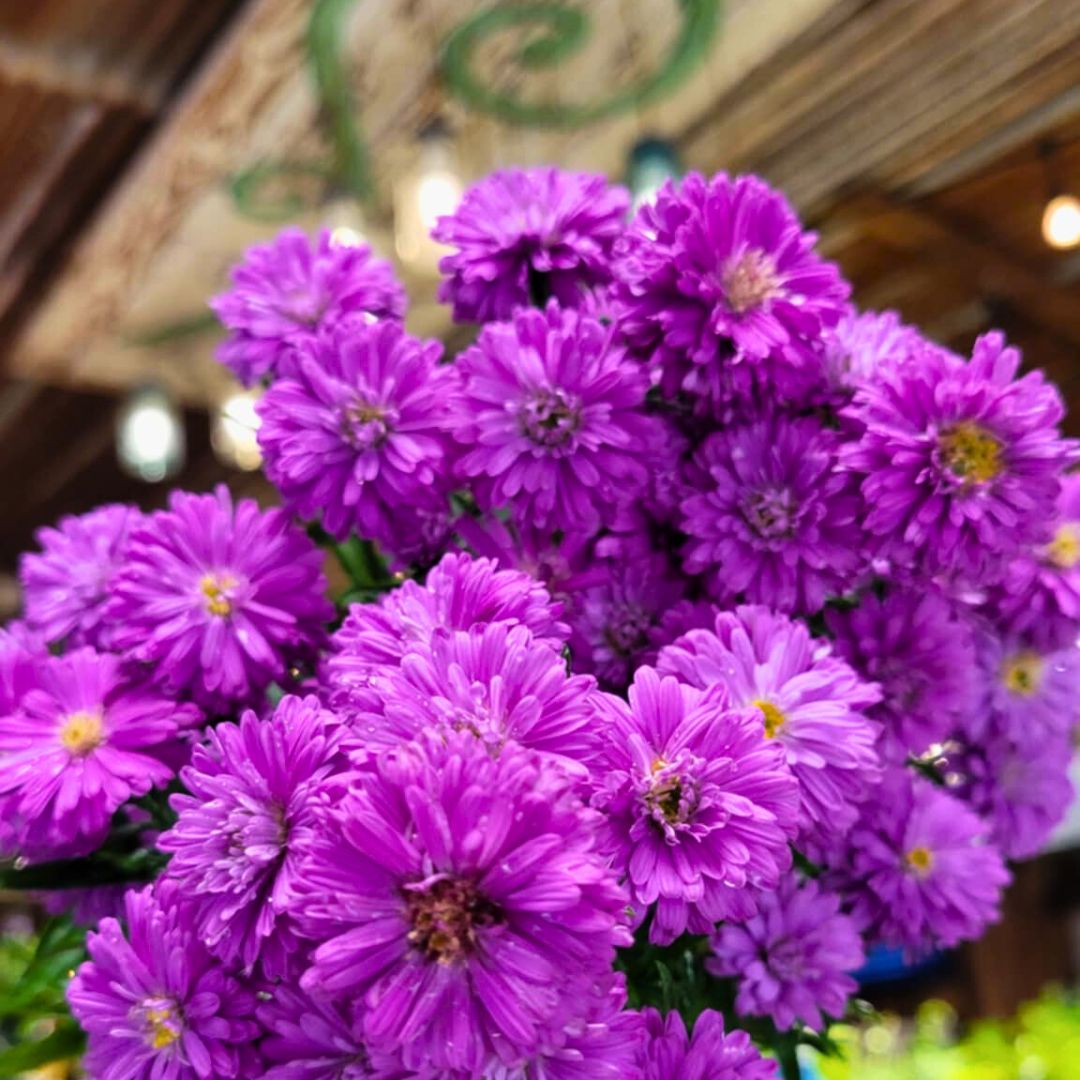 Purple & Pink Henry Aster Trio