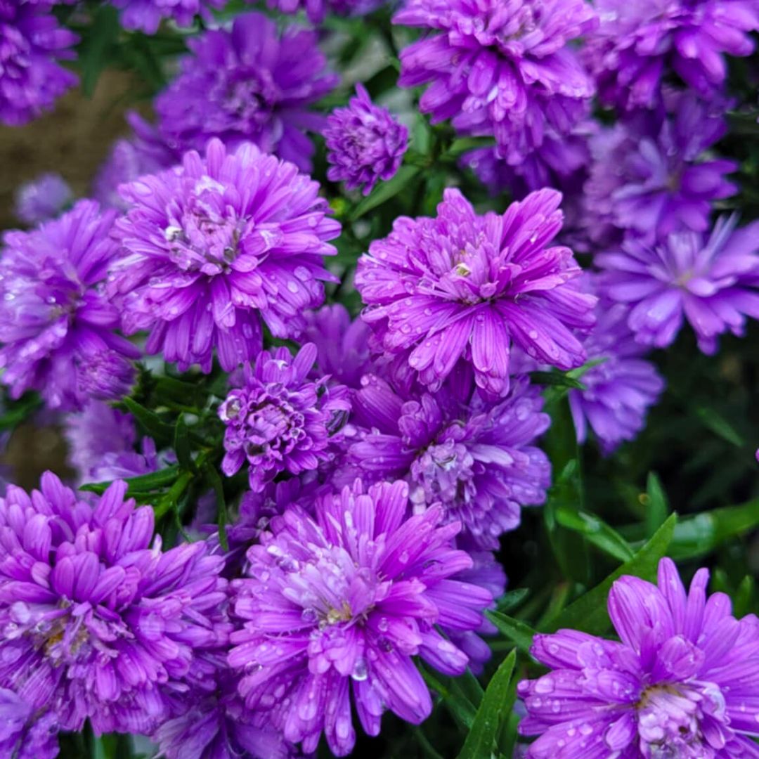 Purple & Pink Henry Aster Trio