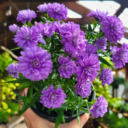 Purple & Pink Henry Aster Trio