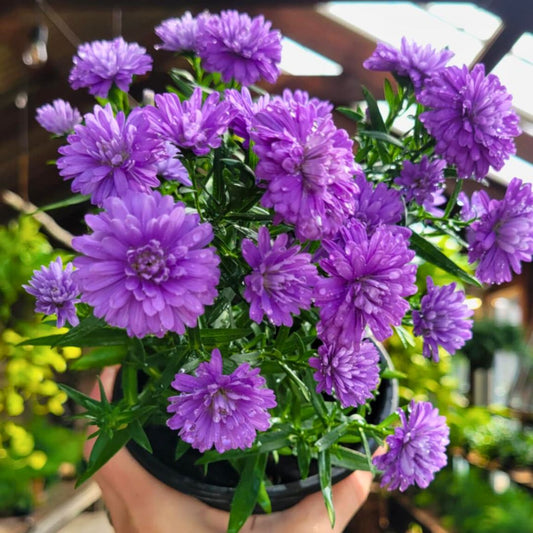Purple Henry Aster—Trio