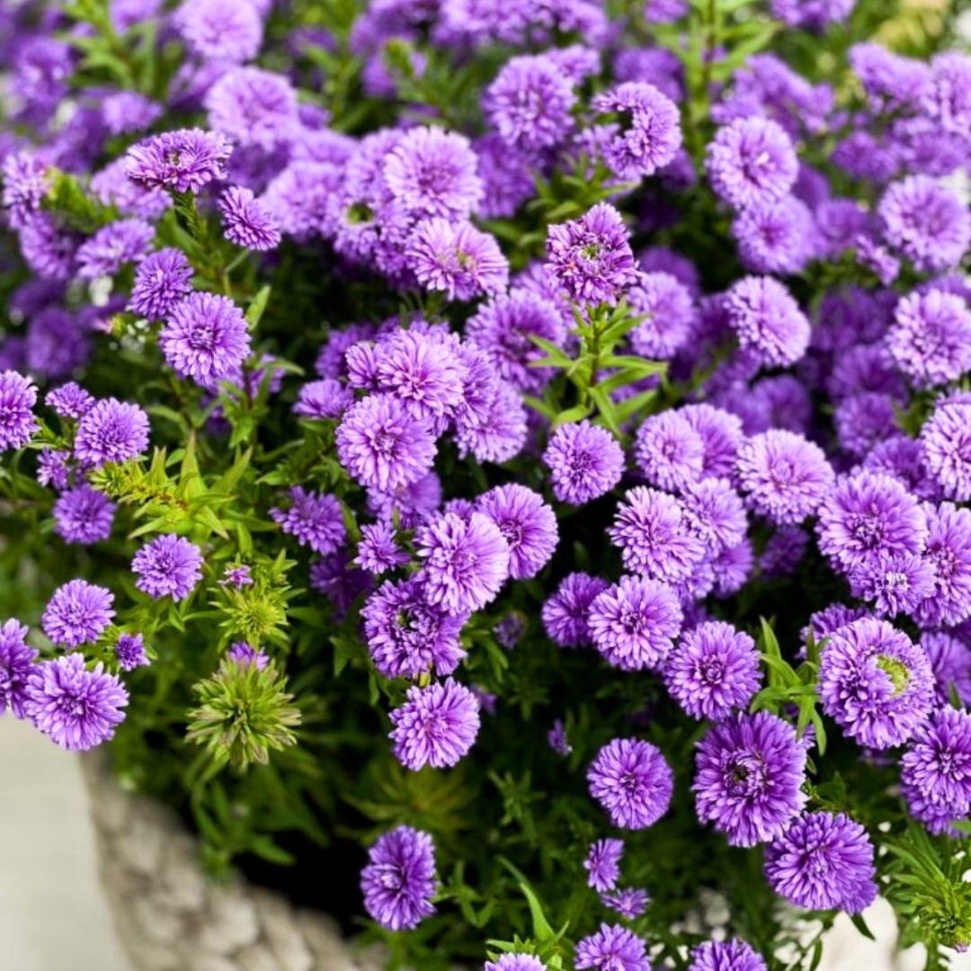 Purple & Pink Henry Aster Trio