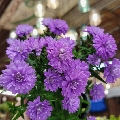 Purple & Pink Henry Aster Trio