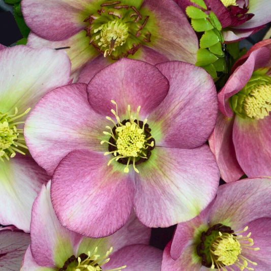 Paris In Pink— Hellebores (Honeymoon Series)