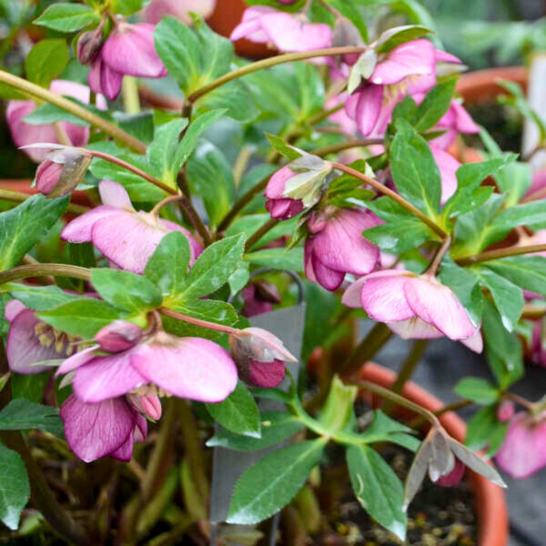Paris In Pink— Hellebores (Honeymoon Series)