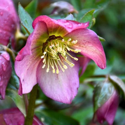 Paris In Pink— Hellebores (Honeymoon Series)