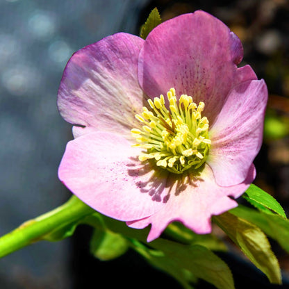 Paris In Pink— Hellebores (Honeymoon Series)