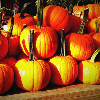 Pumpkin Painting Workshop