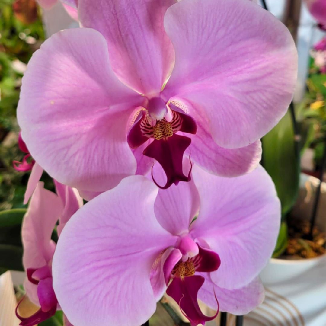 Jolly & Bright Orchids