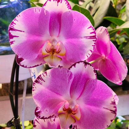 Jolly & Bright Orchids