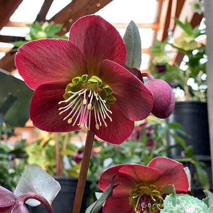 Hellebores (Lenten Rose)