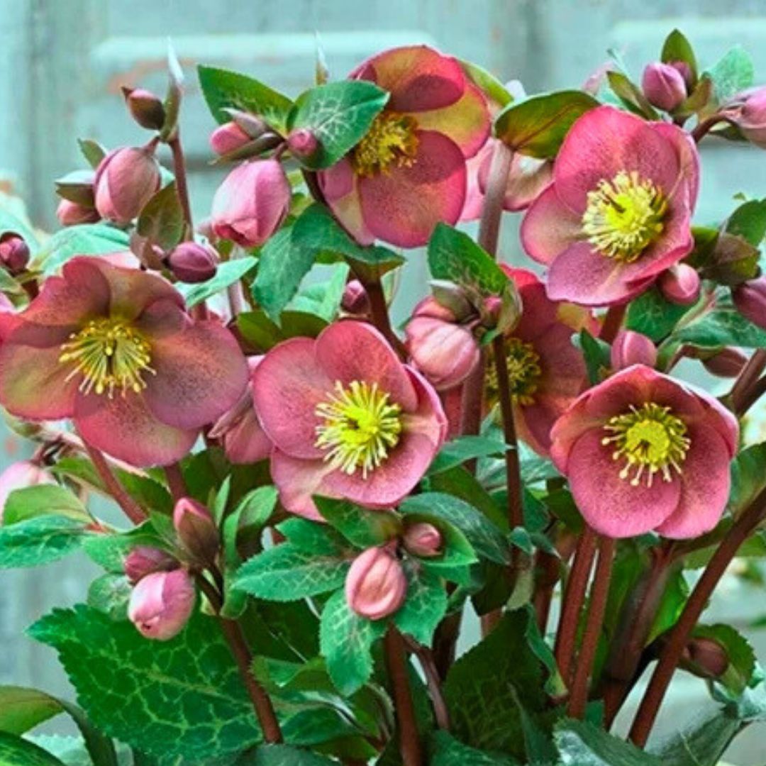 Pippa's Purple - Hellebores (Fiddleheads Signature Series)