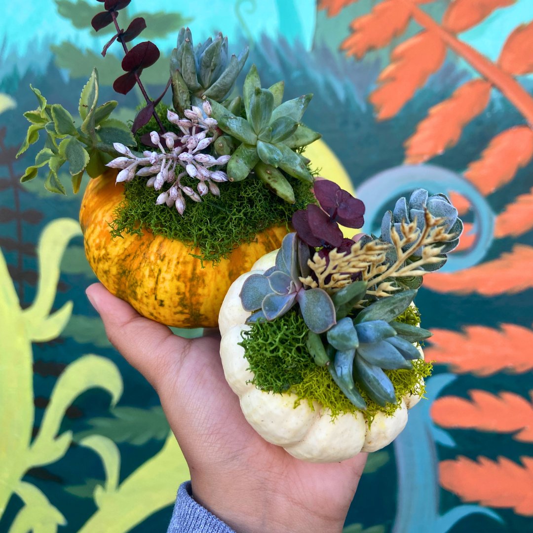 Succulent Pumpkins